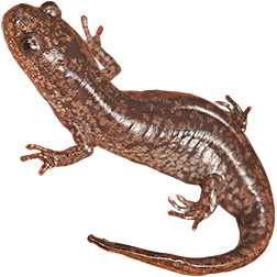 Mabee's Salamander